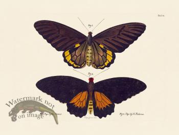 Jablonsky Butterfly 003
